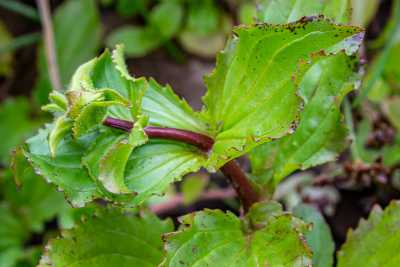 Erythranthe guttata = minulus guttatus  (Phrymaceae)